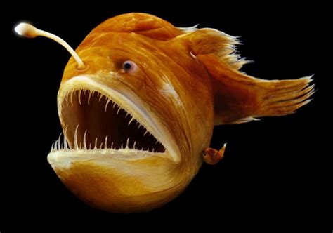 15+ Horrifying Creatures of the Deep Sea | HorizonTimes | Page 11