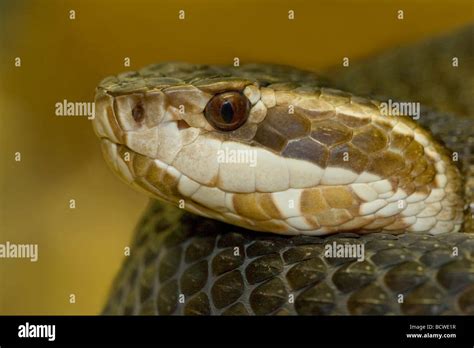 Close-up of a Florida cottonmouth snake (Agkistrodon piscivorus Stock ...