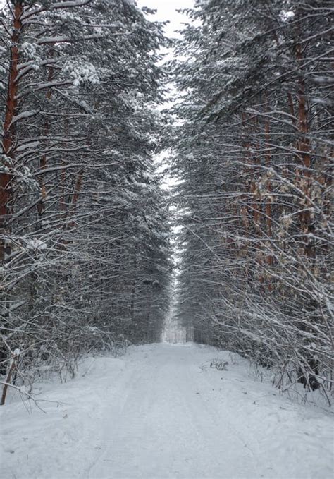 Snow Covered Trees in the Forest · Free Stock Photo