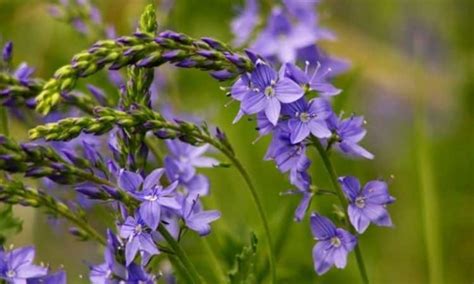 Speedwell Flowers: Grow The Veronica Plant In The Garden