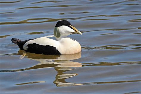 Wildlife and Landscapes: Eider Ducks