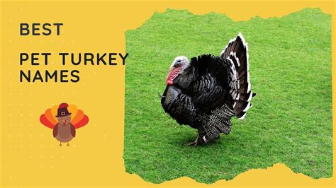 25 Best Pet Turkey Names 🦃 Female, Male, Cute, Funny - YouTube