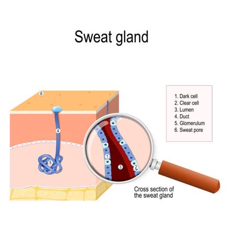 200+ Sweat Glands Stock Illustrations, Royalty-Free Vector Graphics ...