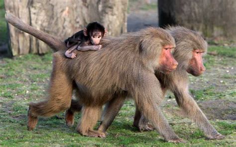 Baboon - Monkey Facts and Information