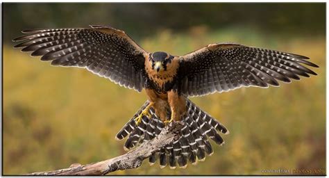 Pin by Mike Lamb on Birds: Owls, Raptors and Carrion Eaters | Birds of prey, Bird reference ...