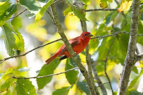 Summer Tanager Bird Tree - Free photo on Pixabay - Pixabay