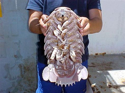 The Tongue-Eating Louse (Cymothoa exigua)