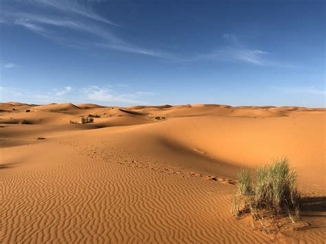 Green Grasses on Sahara Desert · Free Stock Photo