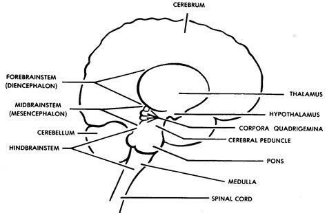 2-3. THE BRAIN