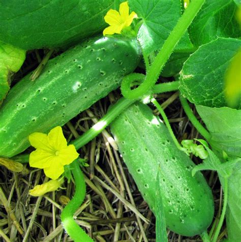 Cucumbers: Plant Care and Collection of Varieties - Garden.org