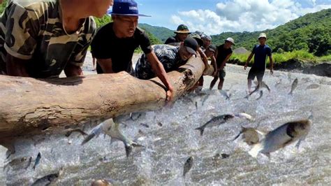 Villagers fishing with traditional methods at river, Nagaland village life @Naga Local ...