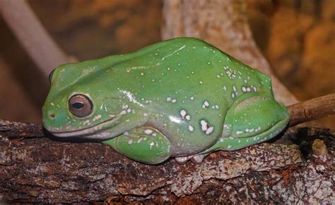 7 Jenis Katak yang Paling Mudah Dipelihara oleh Pemula