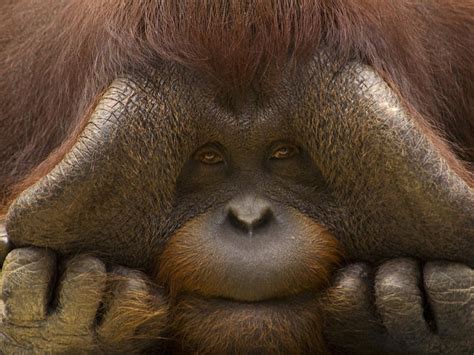 Bornean Orangutan | Species | WWF