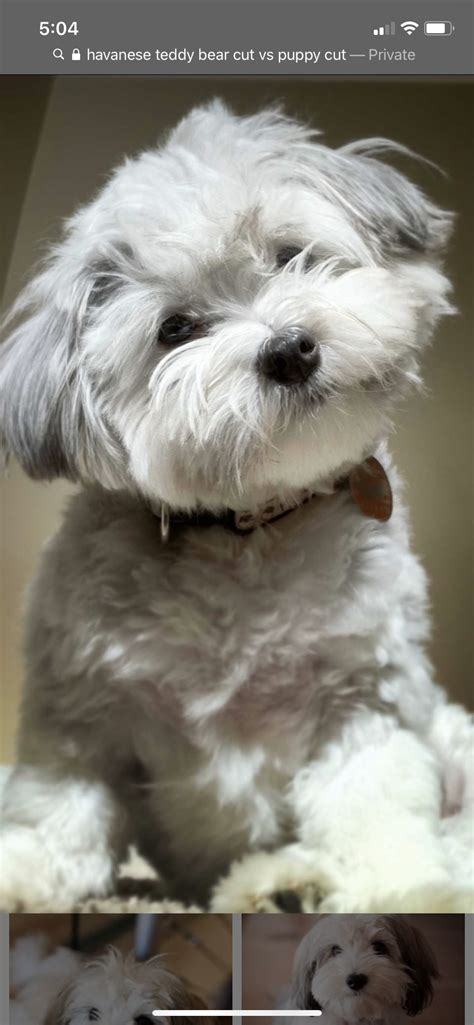 Havanese Haircuts, Havanese Grooming, Havanese Puppies, Dog Grooming ...