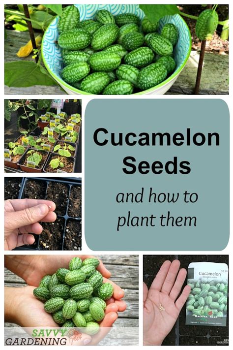 Cucamelon Seeds and How to Plant, Grow, and Harvest this Popular Crop