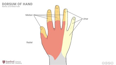 Anatomy of the Upper Limb: Dorsum of Hand - YouTube