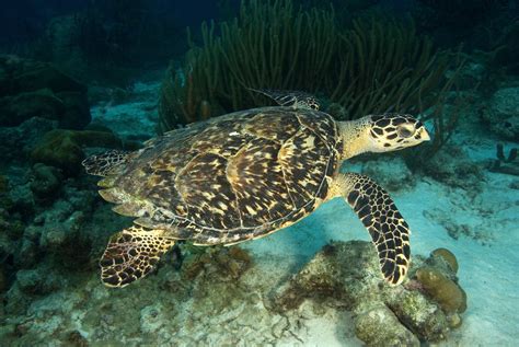 The 7 Species of Sea Turtles