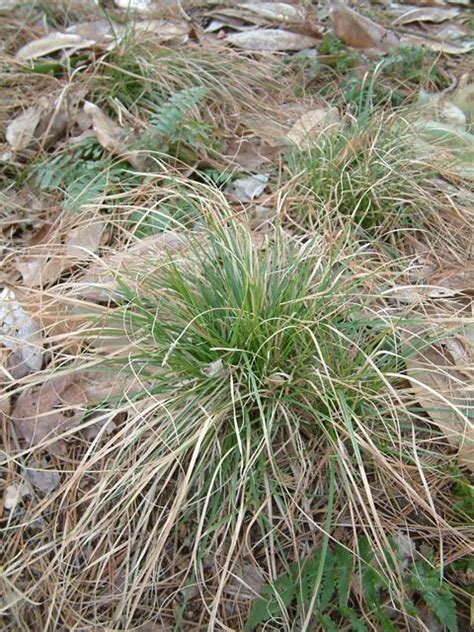 SHADE Carex pensylvanica (Pennsylvania sedge) A low, clumped, grass-like perennial, 6-12 in ...