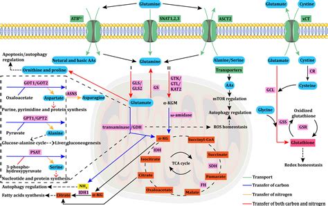 Frontiers | Rethinking glutamine metabolism and the regulation of glutamine addiction by ...