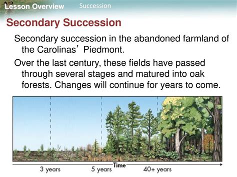 Lesson Overview 4.3 Succession. - ppt download