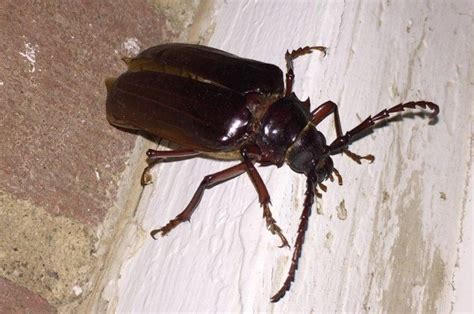 California Root Borer Beetle: Identification, Life Cycle, Facts & Pictures