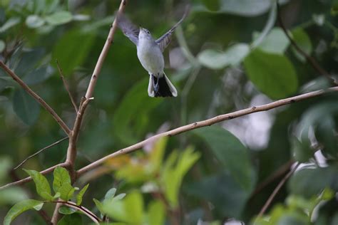 BLUE-GRAY GNATCATCHER | FIEL MARK-male is blue-gray above,fe… | Flickr