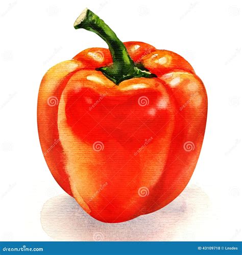 Watercolor Red Pepper Isolated Stock Illustration - Image: 43109718