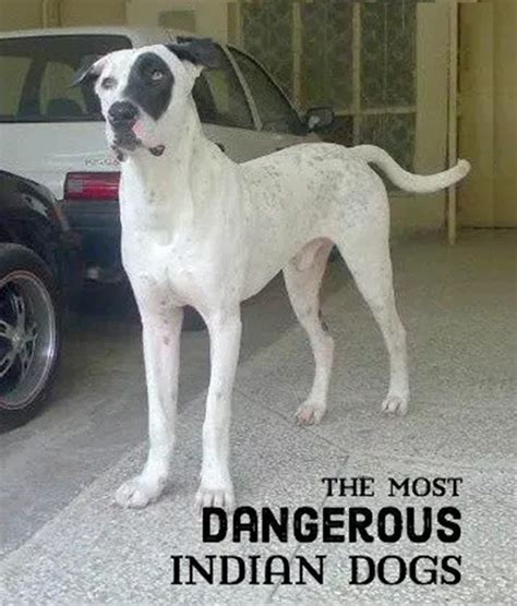 Is A Mastiff A Dangerous Dog