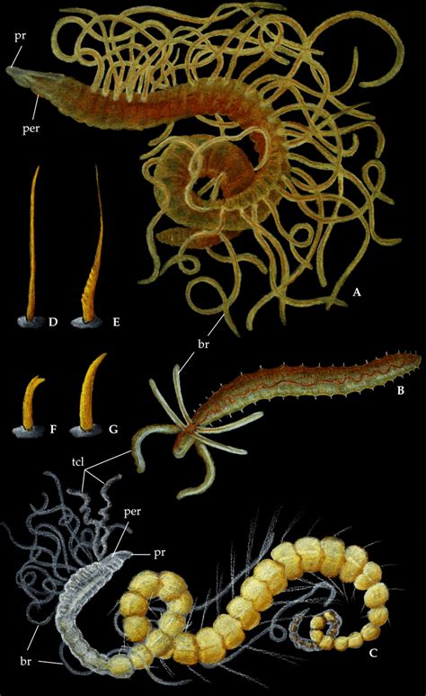 Family Cirratulidae, artistic representation. (A) Cirratulus sp.,... | Download Scientific Diagram