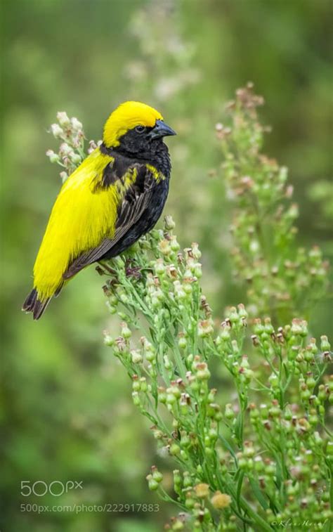 Yellow-crowned Bishop by haiml | Bird species, Animals, Birds