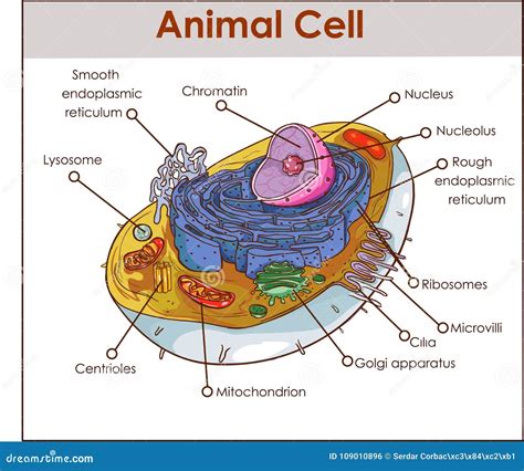 Animal Cell Golgi Apparatus Function / What is golgi apparatus and plant cell ? Explain and ...