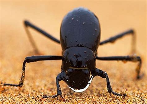 GreenDesignTV: Biomimicry Concept- Namibian Desert Beetle