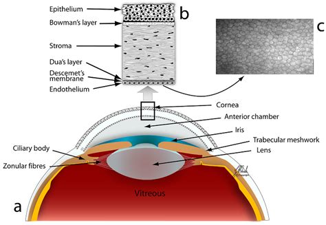 Name the layer of the eyeball that forms the transparent cornea.