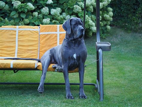 Blue Great Dane: Facts, Origin & History (With Pictures) | Pet Keen