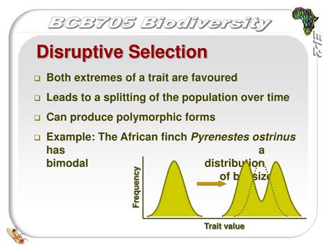 PPT - Evolution: Selection and Speciation PowerPoint Presentation, free download - ID:209710