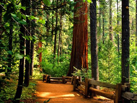 🔥 [50+] Redwoods Backgrounds and Wallpapers | WallpaperSafari