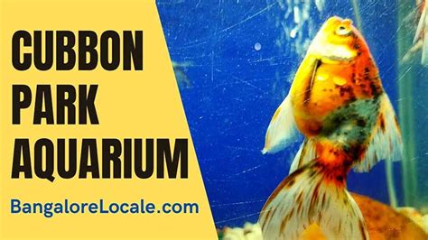 Everything you need to know about Cubbon Park Aquarium - BangaloreLocale.com