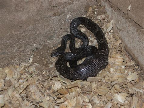 A juvenile black rat snake, I think. He's satisfied with himself after getting into a bird's ...