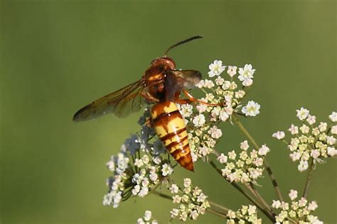 Sphecius? - Sphecius grandis - BugGuide.Net