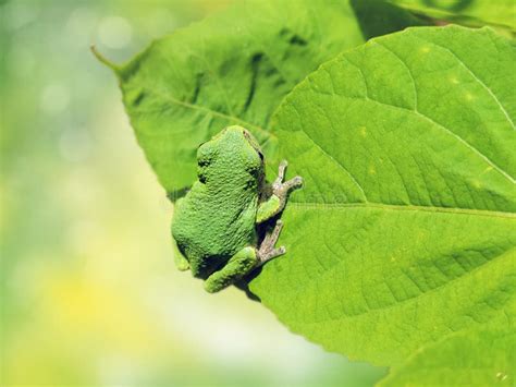 American Green Tree Frog on a Leaf Stock Image - Image of wildlife, outdoors: 230392181