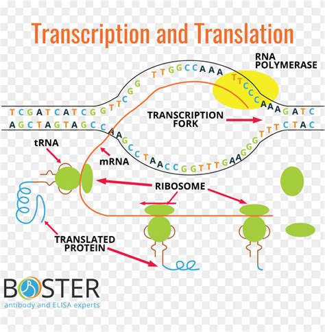 Transcription And Translation Process Diagram PNG Transparent With Clear Background ID 406687 ...