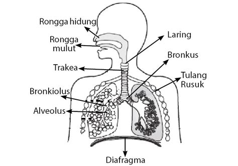 Sistem Pernapasan Pada Manusia Part 1 - IMAGESEE