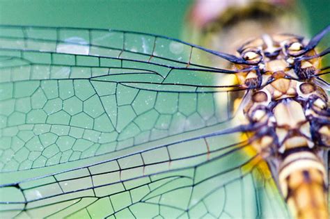 Dragonfly wings | zoomed/cropped previous image | Joi Ito | Flickr