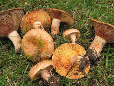 Aussie Lactarius deliciosus - Mushroom Hunting and Identification - Shroomery Message Board