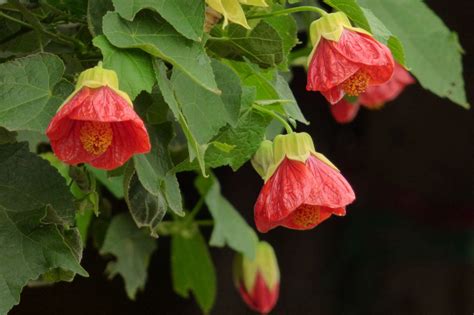 Gardening 101: Abutilons - Gardenista