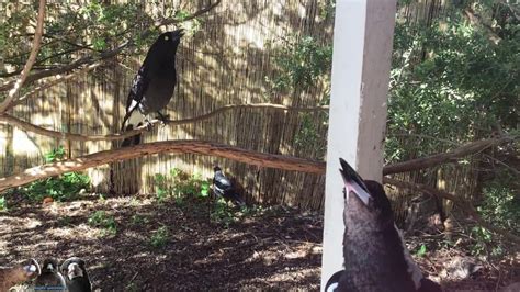 Magpie & Currawong Duet - YouTube