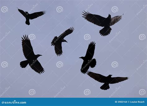 Ravens Stock Images - Image: 3983164