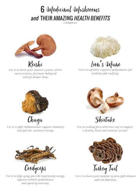 A Holistic Nutritionist Explains: 6 Adaptogenic Mushrooms + Their ...