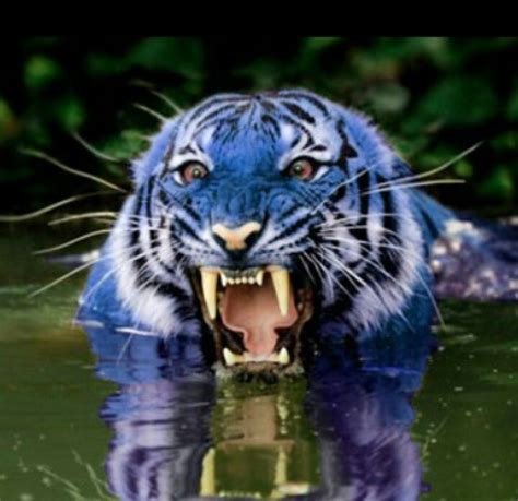 THE TIGER NEXT DOOR Living with man-eating Tigers | Tiger, Blue tigers, Pet birds