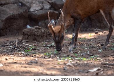 Indian Muntjac: Over 660 Royalty-Free Licensable Stock Photos ...